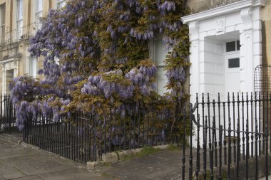 çiçekli wisteria