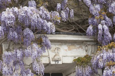 çiçekli wisteria