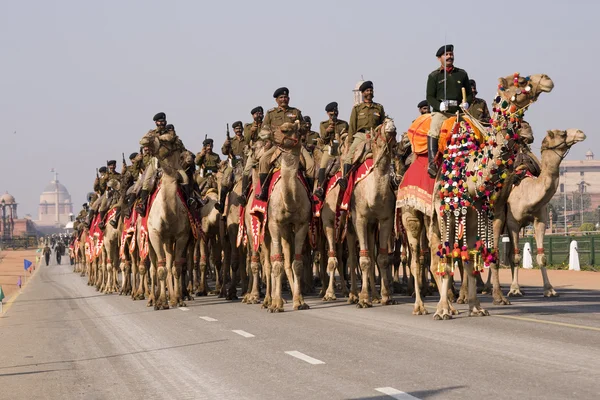 Corps de chameaux — Photo