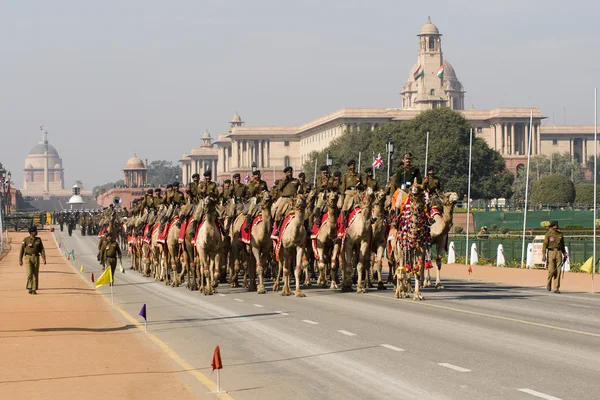 Верблюды на параде в Дели — стоковое фото