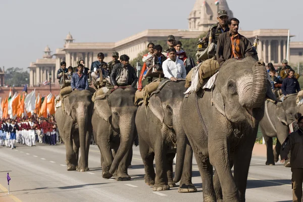 Éléphants sur la parade — Photo