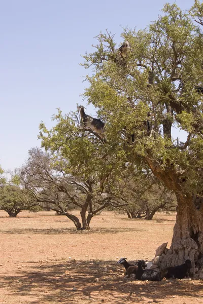 Drzewa wspinaczka kozy — Zdjęcie stockowe