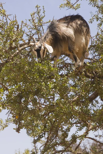 Cabra de escalada de árvore — Fotografia de Stock