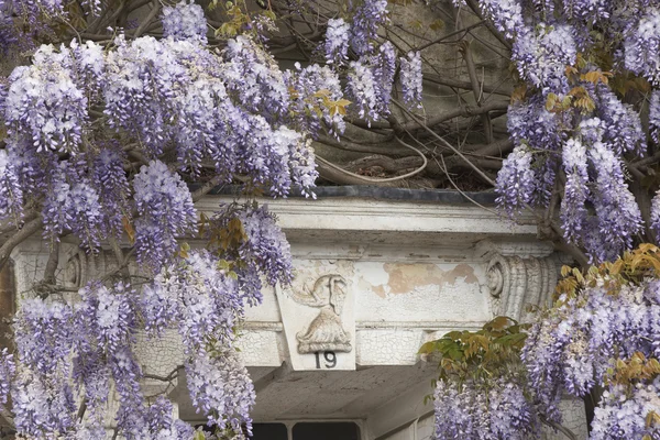 stock image Flowering Wisteria