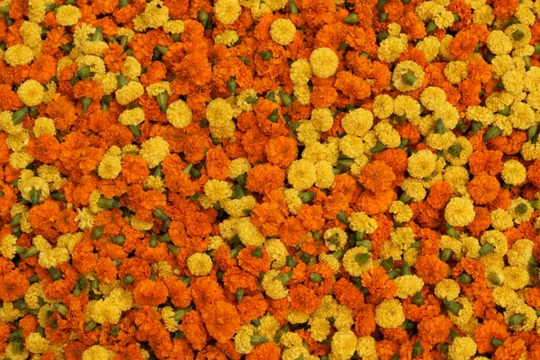 stock image Orange And Yellow Flowers