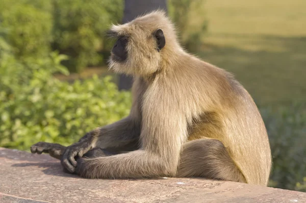 ลิง — ภาพถ่ายสต็อก
