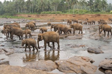 Pinnawela Elephant Orphanage clipart