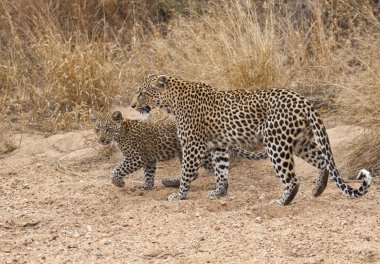 vahşi leopar ve yavrusu