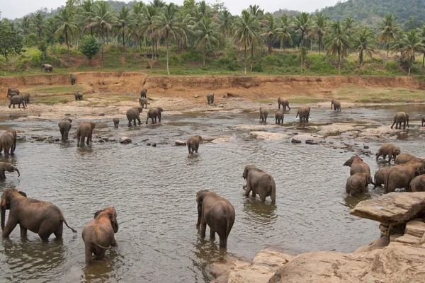 Elephant River — Stock Photo, Image