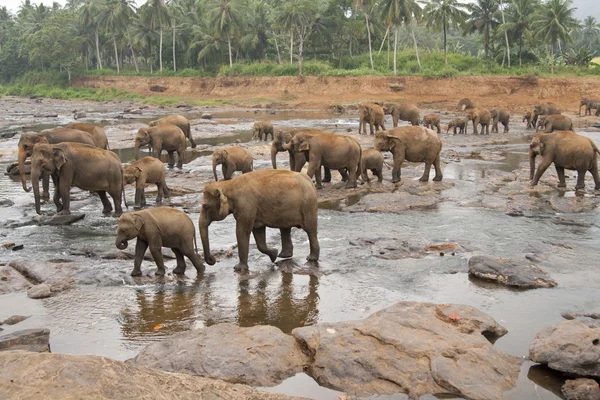 Pinnawela olifanten weeshuis — Stockfoto