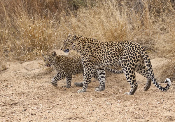 Wild leopard en cub — Stockfoto
