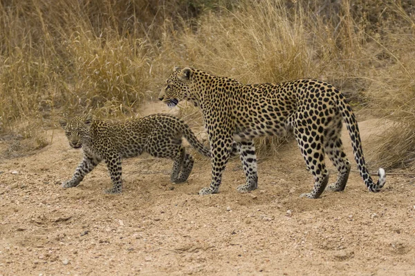 Leopard a mládě — Stock fotografie