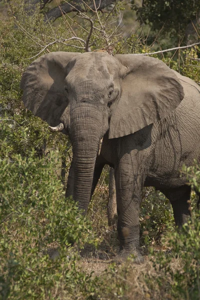 Дикі Африканський слон — стокове фото
