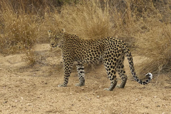Άγρια leopard — Φωτογραφία Αρχείου