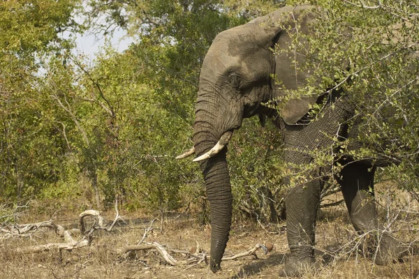 Afrikai elefánt — Stock Fotó