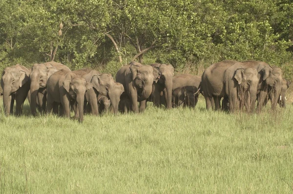 Kudde van wild Aziatische olifanten — Stockfoto