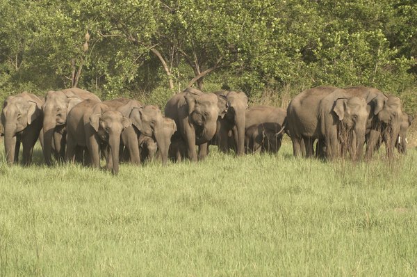 Herd of wild asian elephants in Corbett National Park, Uttaranchal, India