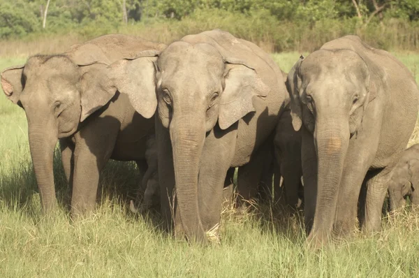 Wilde olifanten — Stockfoto