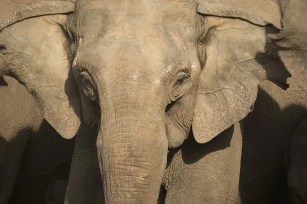 Portret van een vrouwelijke Aziatische olifant — Stockfoto