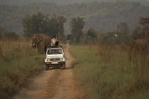 Hindistan üzerinde Safari — Stok fotoğraf