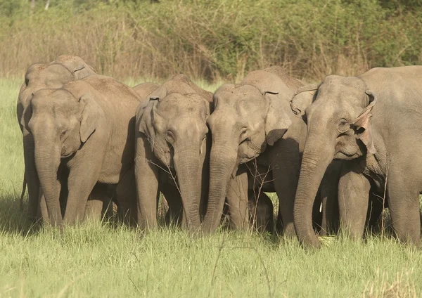 Elefantes asiáticos salvajes — Foto de Stock