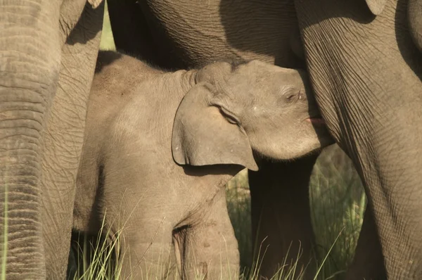Ázsiai elefánt szopós baba — Stock Fotó