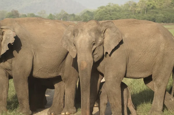 stock image Wild Elephants