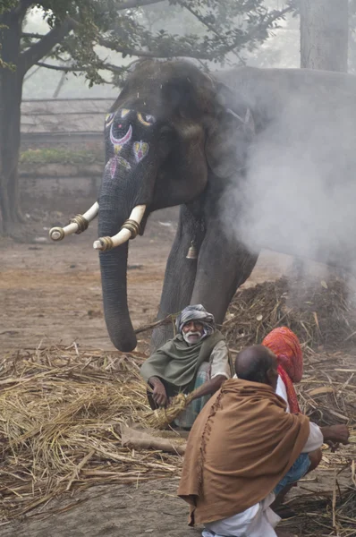 Elephant Bazaar — Stock Photo, Image