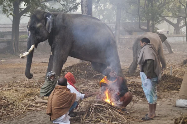 Ελέφαντας παζάρι — Φωτογραφία Αρχείου