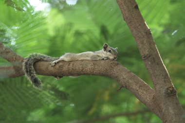 Palm Squirrel clipart