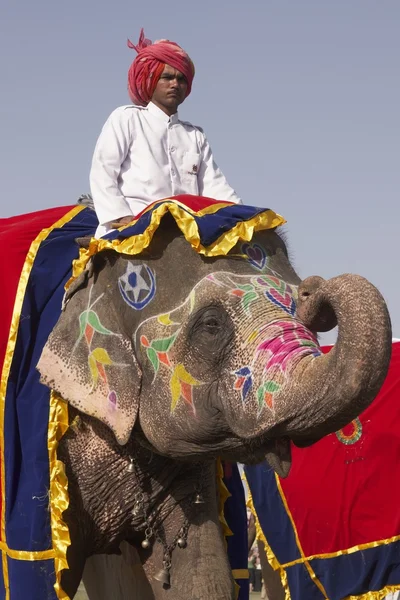 Ελέφαντας χαιρετισμό — Φωτογραφία Αρχείου