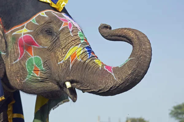 Ελέφαντας χαιρετισμό — Φωτογραφία Αρχείου
