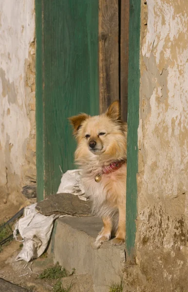 Cão na varanda — Fotografia de Stock