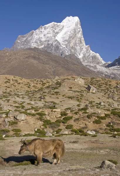Yak i Himalaya - Stock-foto