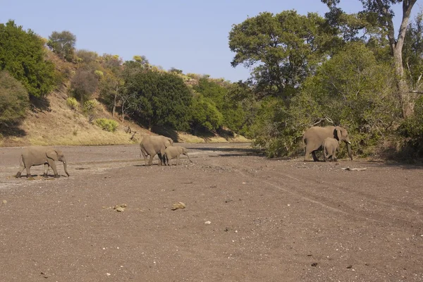Elefanten überqueren ein trockenes Flussbett — Stockfoto