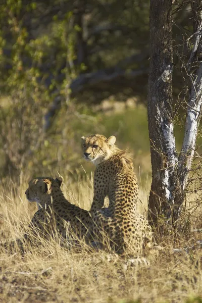 Divoký gepard a mládě — Stock fotografie