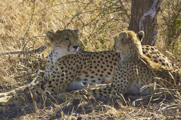 Afrikaanse cheetah en cub — Stockfoto