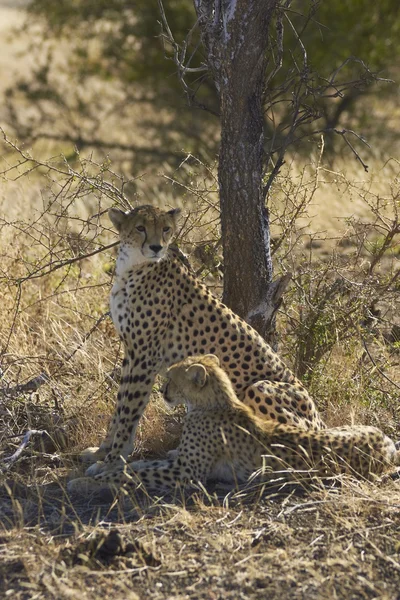 Cheetah en welp — Stockfoto