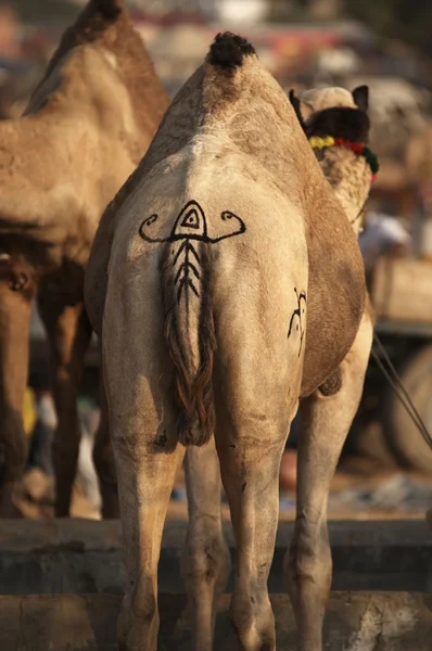 Camel Tail — Stock Photo, Image