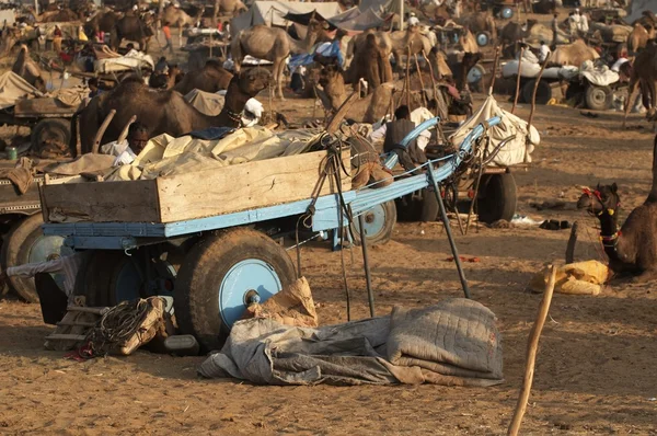 Feria de camellos de Pushkar —  Fotos de Stock