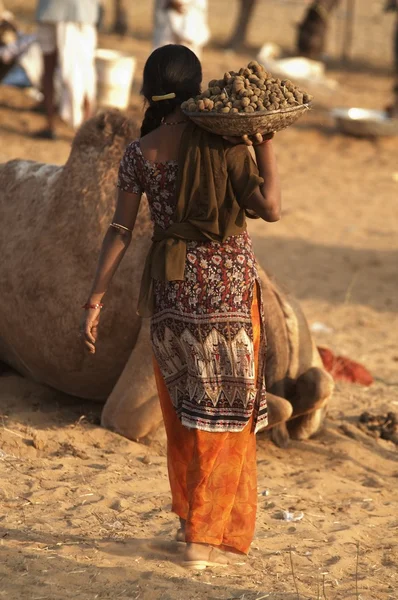 Kamelmist sammeln — Stockfoto