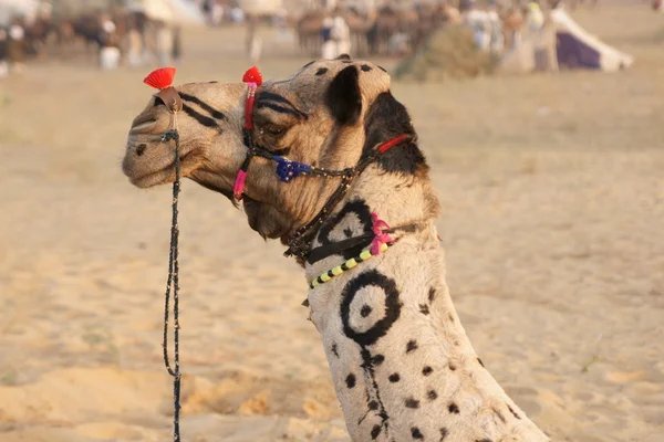 Kamel på pushkar rättvis — Stockfoto