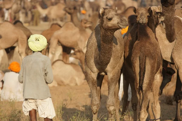 Troupeau de chameaux en turban jaune — Photo