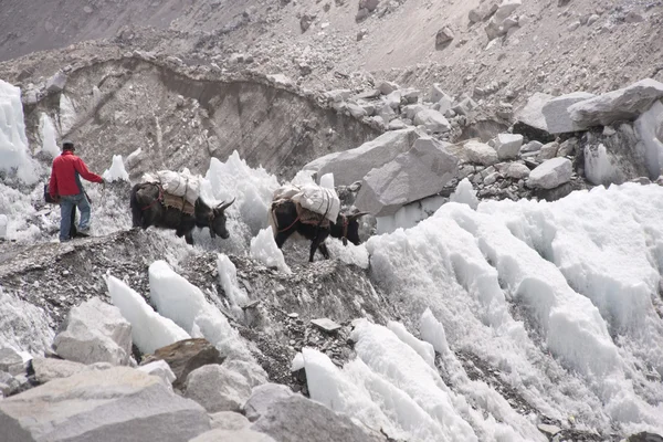氷河横断 — ストック写真