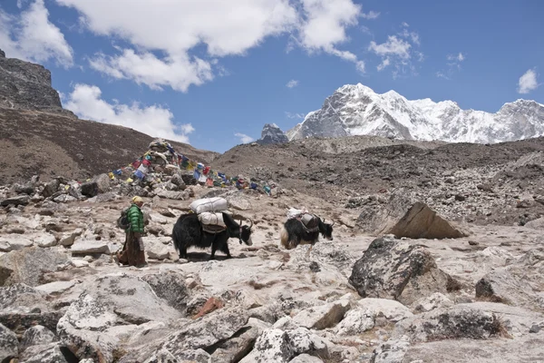 Transporte del Himalaya — Foto de Stock