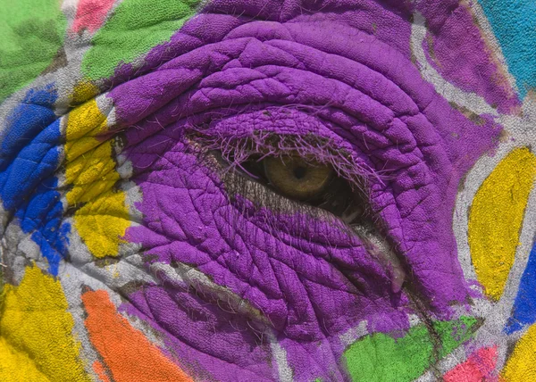 stock image Painted Elephant Eye