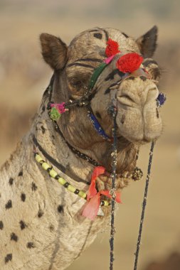 Portrait of a Camel clipart