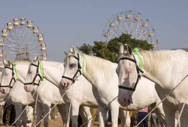 White Marwari Horses clipart