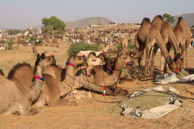 Camels for Sale at the Pushkar Fair clipart