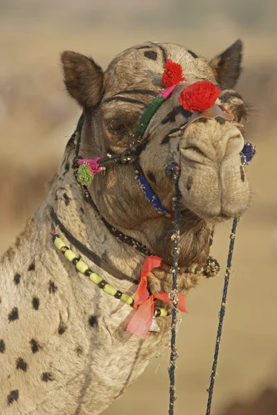Porträt eines Kamels — Stockfoto